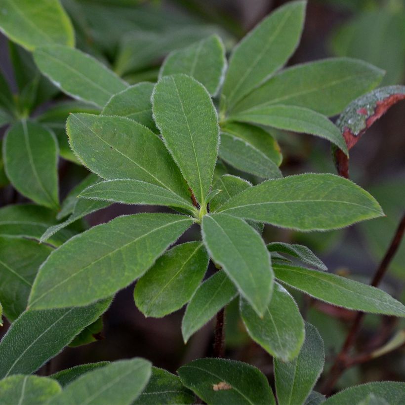 Rhododendron exbury Wallowa Rood - Bladverliezende Azalea (Foliage)