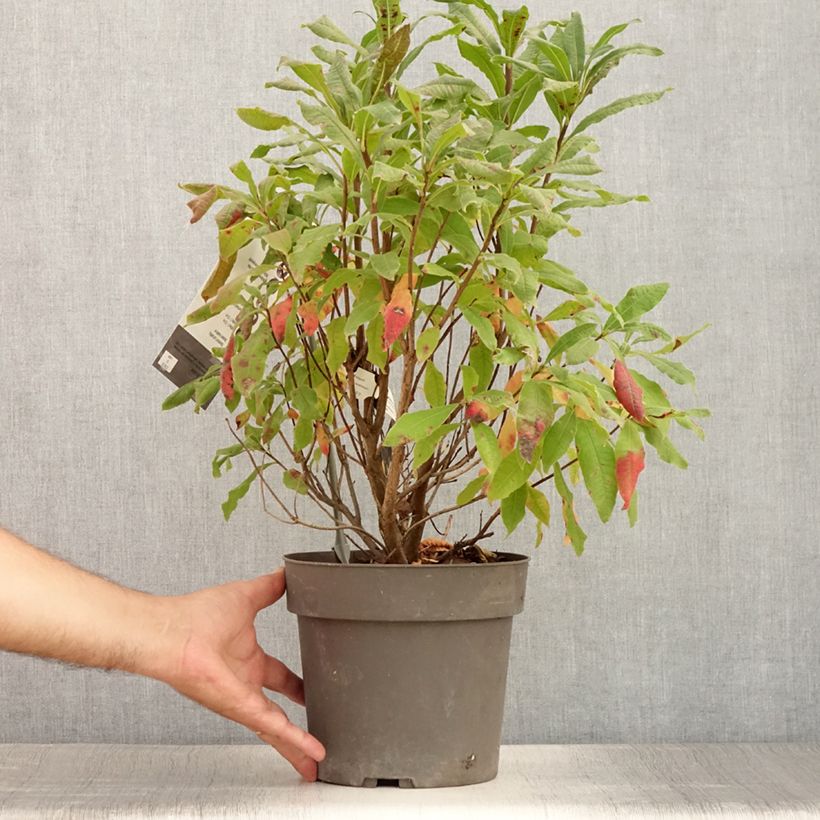 Exemplaar van Rhododendron austrinum - Azalea Pot van 4 l/5 l zoals geleverd in de zomer