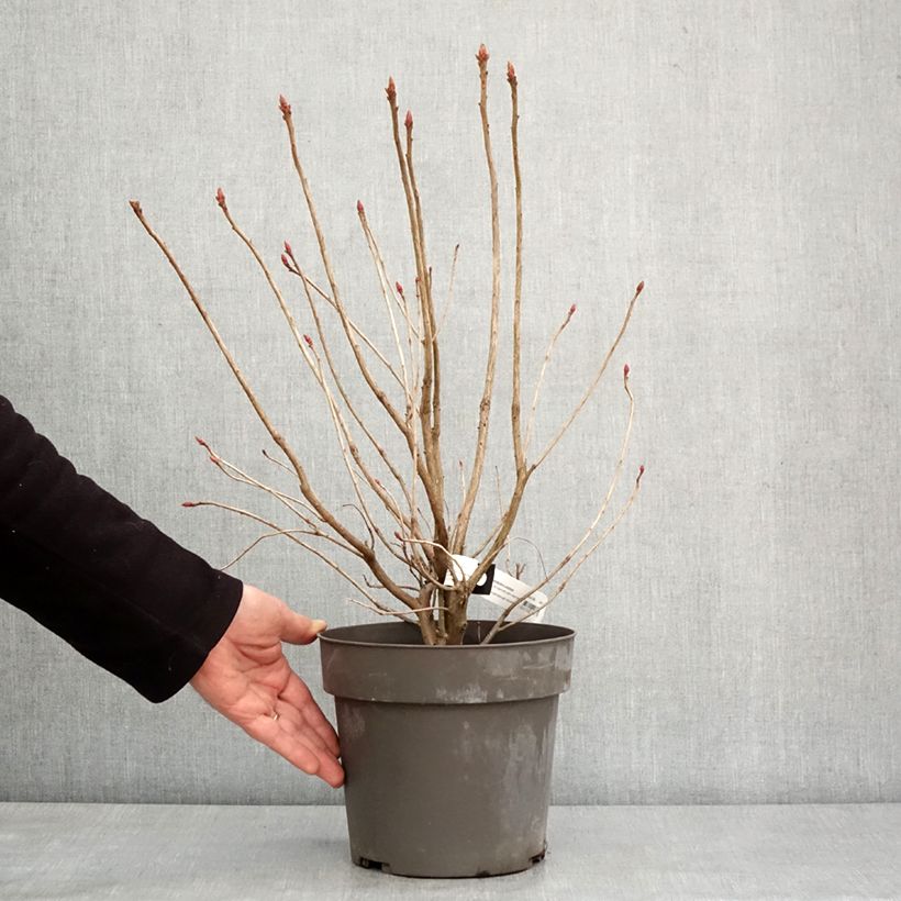 Example of Rhododendron austrinum - Azalea Pot van 4 l/5 l as you get in hiver