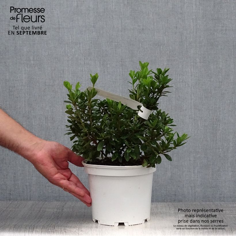 Exemplaar van Rhododendron obtusum Adonis - Japanse azalea Pot van 2 l/3 l zoals geleverd in de herfst