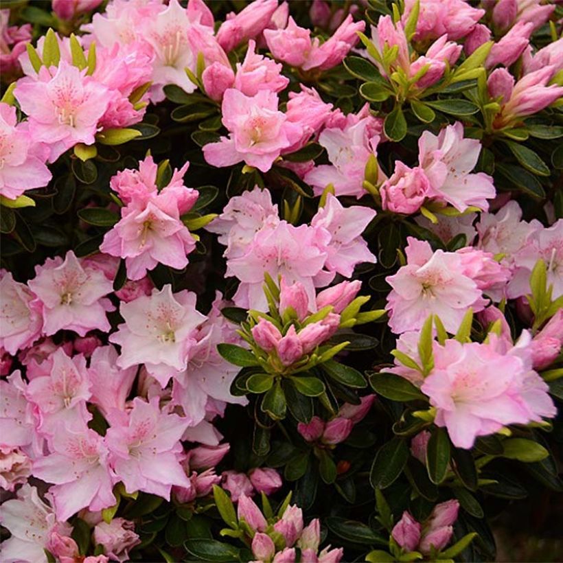 Rhododendron japonica Al's Picotee - Japanse azalea (Flowering)