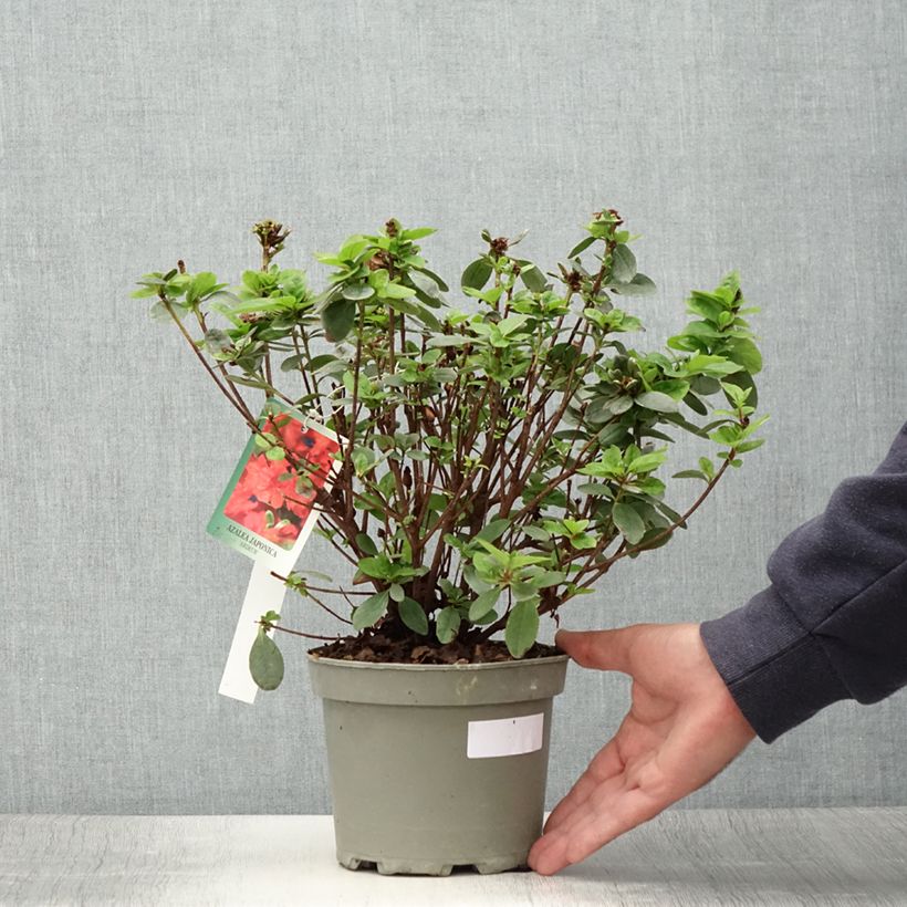 Exemplaar van Rhododendron Ardeur - Japanse azalea Pot van 2 l/3 l zoals geleverd in de zomer