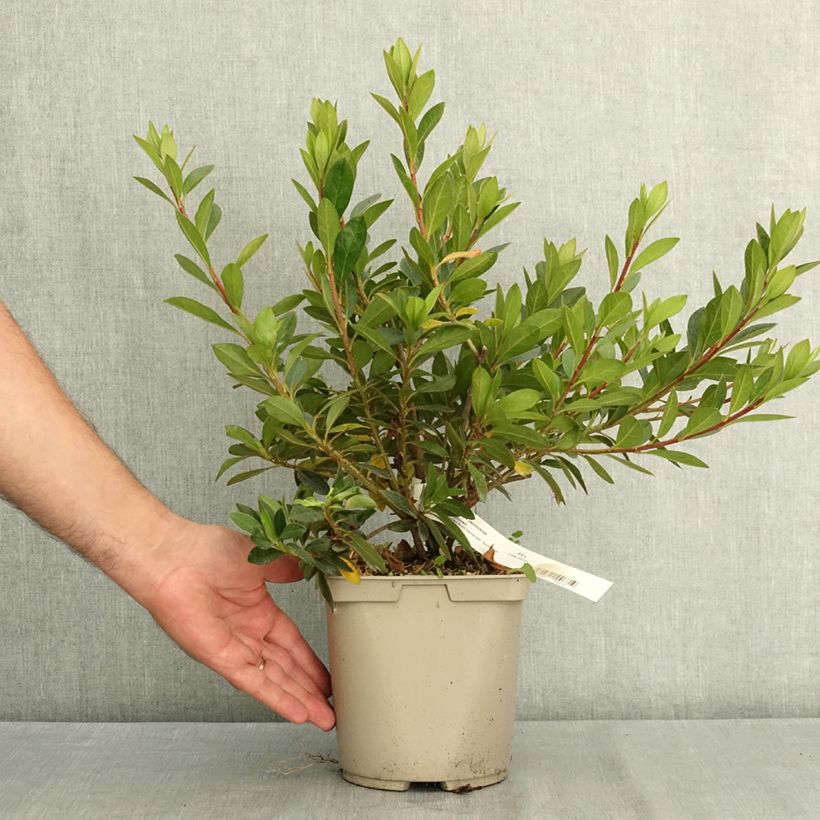 Exemplaar van Azalée du Japon Beethoven - Rhododendron hybride Pot de 3L/4L zoals geleverd in de zomer