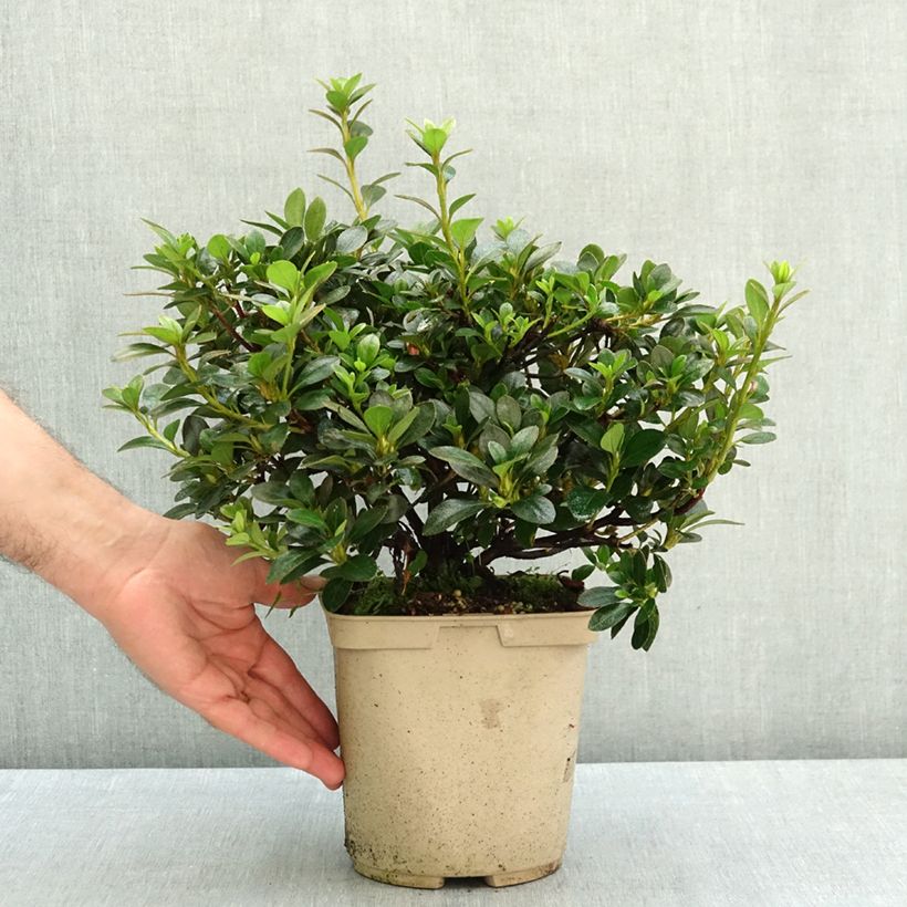 Exemplaar van Rhododendron hybride Blue Moon - Japanse azalea Pot van 3 l/4 l zoals geleverd in de zomer