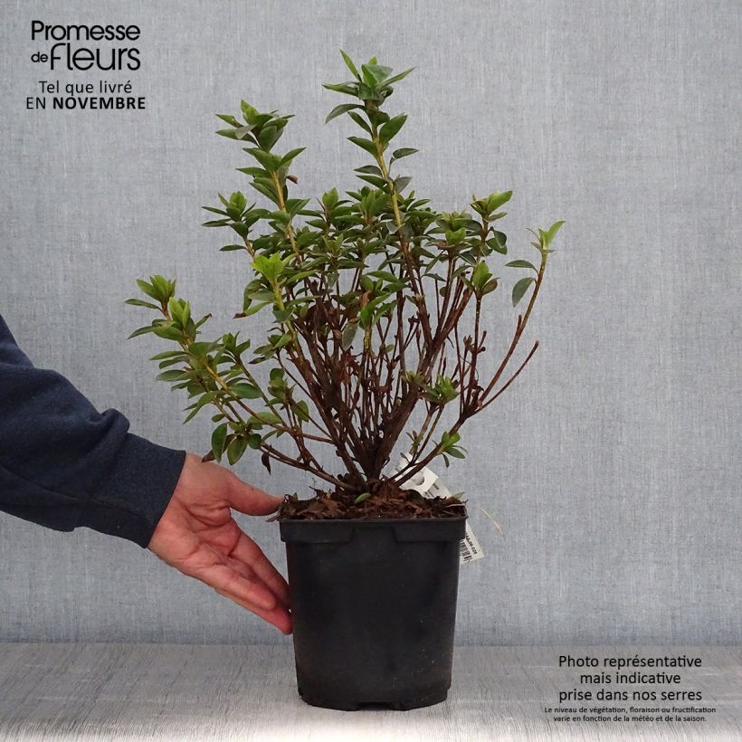 Exemplaar van Azalée du Japon Elsie Lee - Rhododendron hybride Pot de 2L/3L zoals geleverd in de herfst