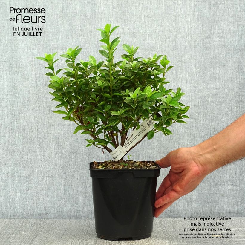 Exemplaar van Rhododendron japonica Elsie Lee - Japanse azalea Pot van 2 l/3 l zoals geleverd in de zomer