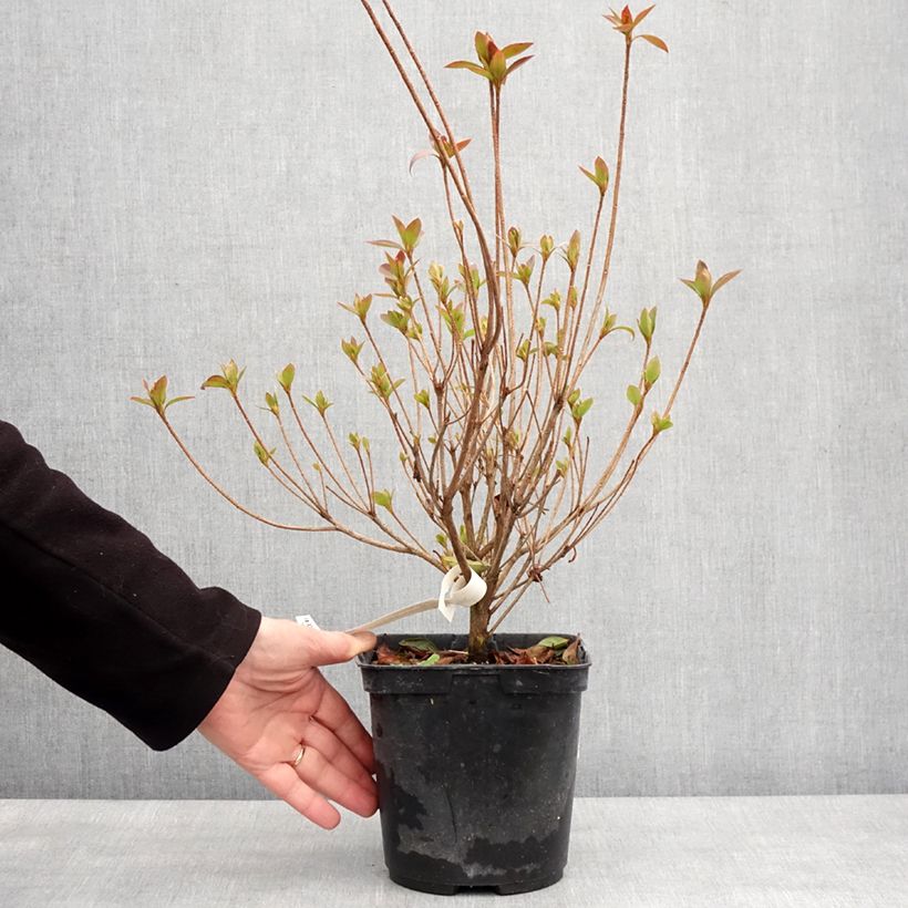 Example of Rhododendron japonica Elsie Lee - Japanse azalea Pot van 2 l/3 l as you get in hiver