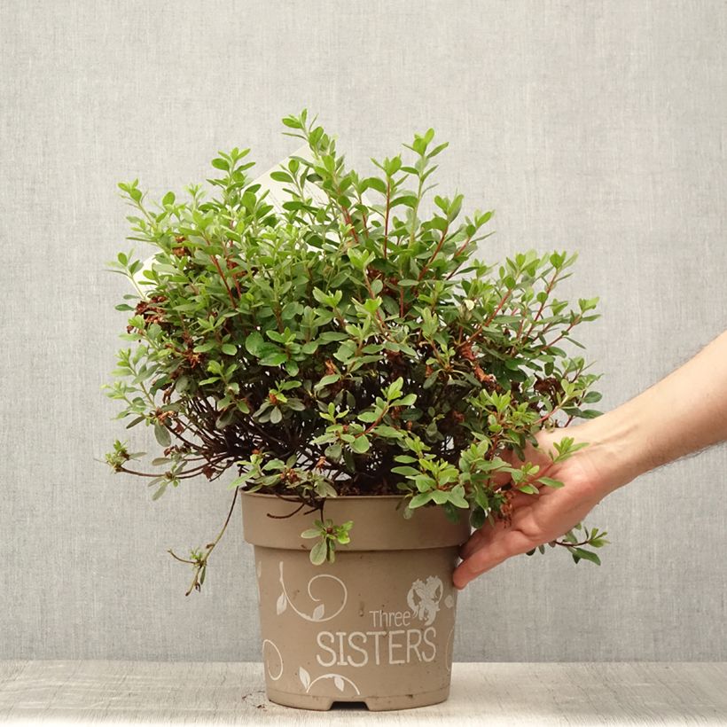 Exemplaar van Rhododendron Fairy Dreams Three Sisters - Japanse azalea Pot van 6 l/7 l zoals geleverd in de zomer