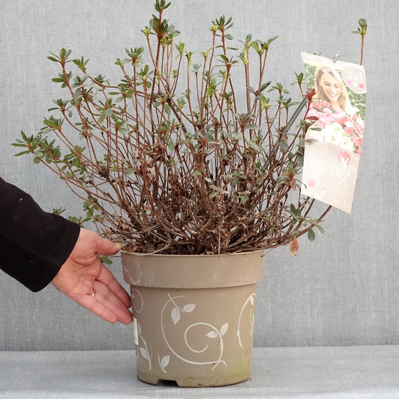 Example of Azalée du Japon Fairy Dreams Three Sisters - Rhododendron hybride Pot van 6 l/7 l as you get in hiver