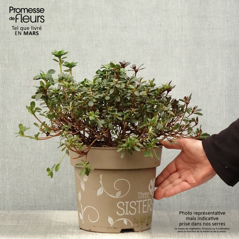 Exemplaar van Rhododendron Fairy Dreams Three Sisters - Japanse azalea Pot van 6 l/7 l zoals geleverd in de lente