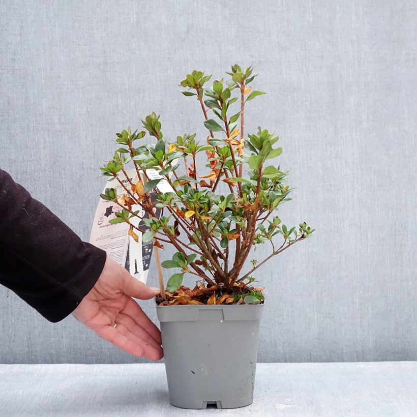 Example of Azalée du Japon Flash Dance Pink – Rhododendron hybride Pot van 2 l/3 l as you get in hiver