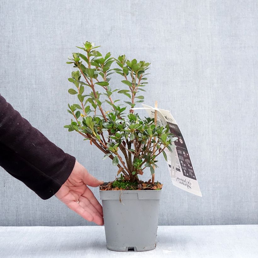 Example of Azalée du Japon Flash Dance Salmon - Rhododendron hybride Pot van 2 l/3 l as you get in hiver