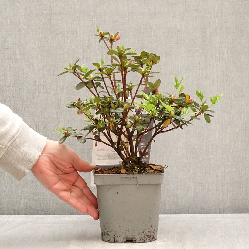 Exemplaar van Rhododendron Flash Dance Salmon - Japanse azalea Pot van 2 l/3 l zoals geleverd in de lente