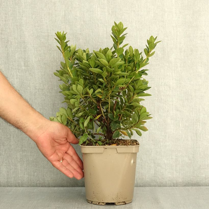 Exemplaar van Rhododendron Greenway - Japanse azalea Pot van 3 l/4 l zoals geleverd in de zomer