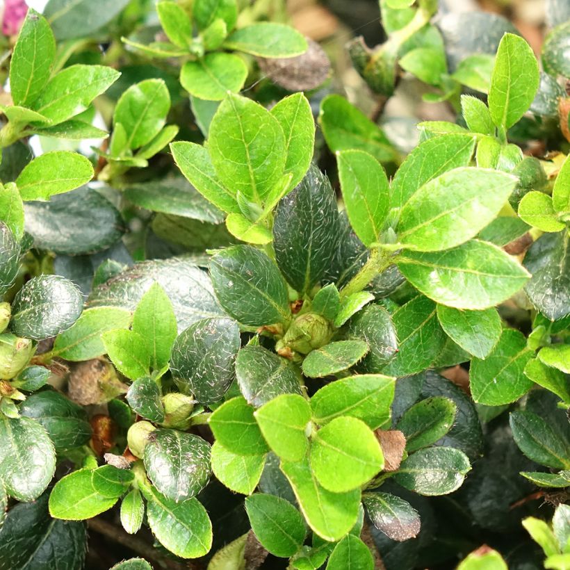 Rhododendron hybride Haru No Sono - Japanse azalea (Blad)