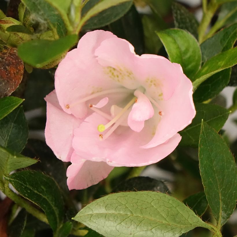 Rhododendron hybride Haru No Sono - Japanse azalea (Bloei)