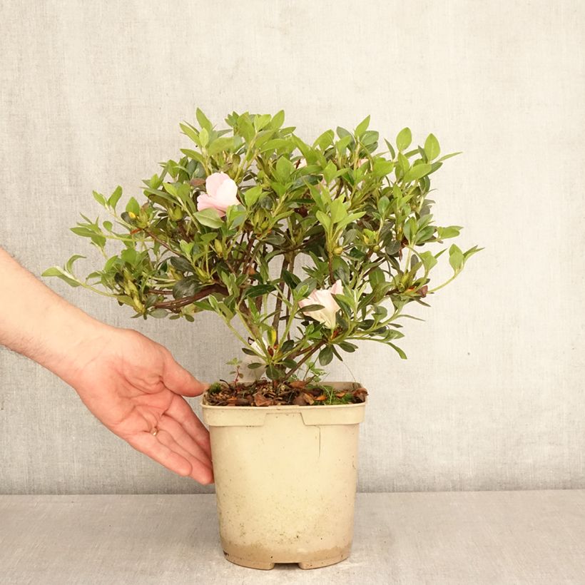 Exemplaar van Rhododendron hybride Haru No Sono - Japanse azalea Pot van 3 l/4 l zoals geleverd in de lente