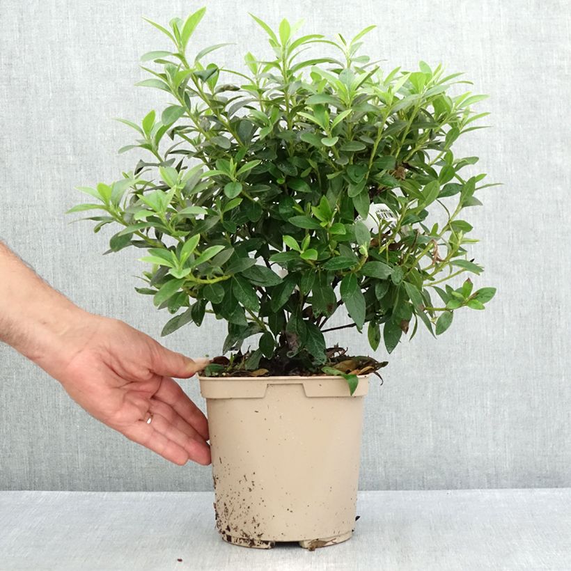 Exemplaar van Rhododendron Ho Oden - Japanse azalea Pot van 2 l/3 l zoals geleverd in de zomer