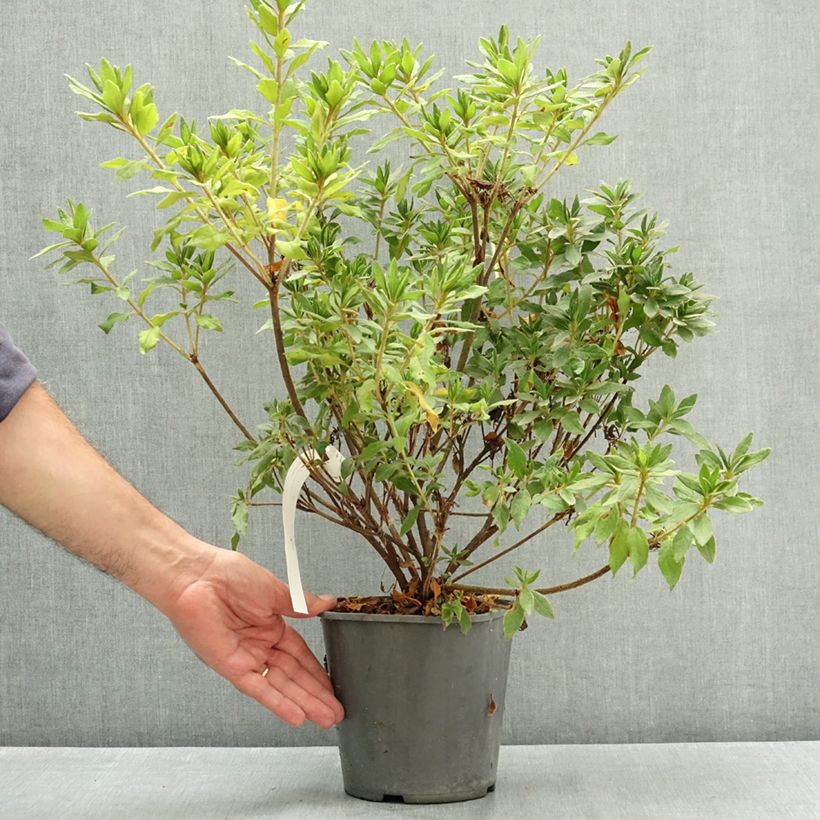 Exemplaar van Azalée du Japon Koromo shikibu White - Rhododendron hybride Pot de 3L/4L zoals geleverd in de zomer