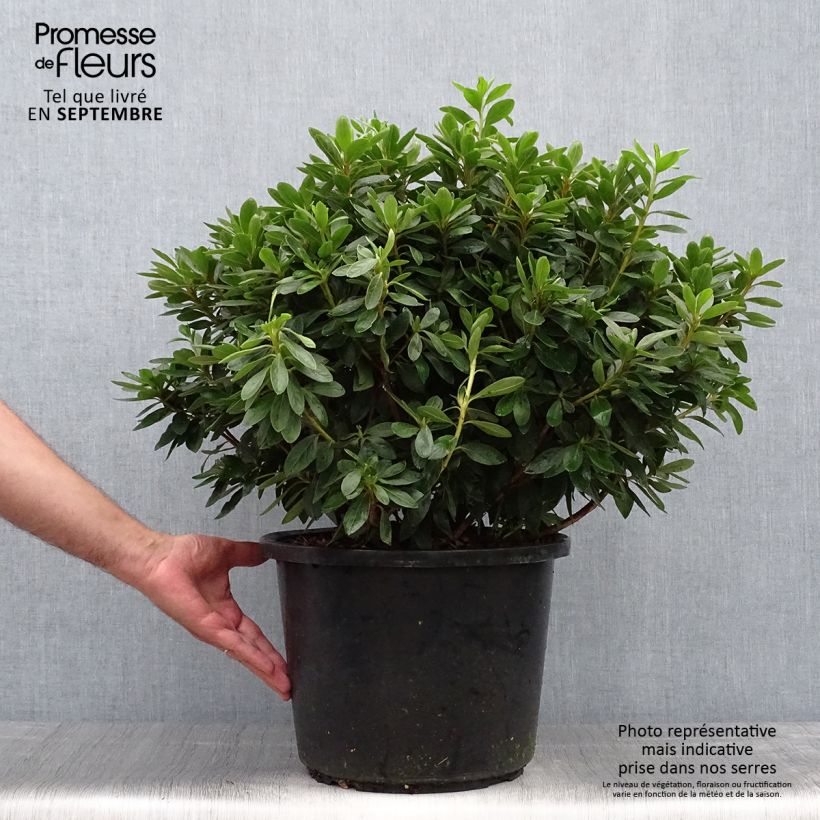 Exemplaar van Rhododendron Luzi - Japanse azalea Pot van 12 l/15 l zoals geleverd in de herfst
