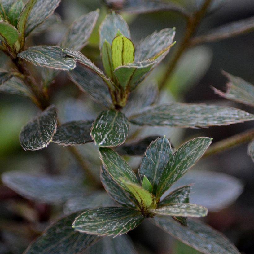 Rhododendron japonica Nakaharai Oranje - Japanse azalea (Foliage)