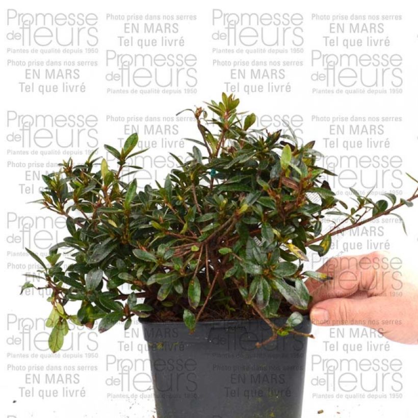 Voorbeeld van een exemplaar van Rhododendron japonica Nakaharai Oranje - Japanse azalea Pot van 2 l/3 l zoals geleverd