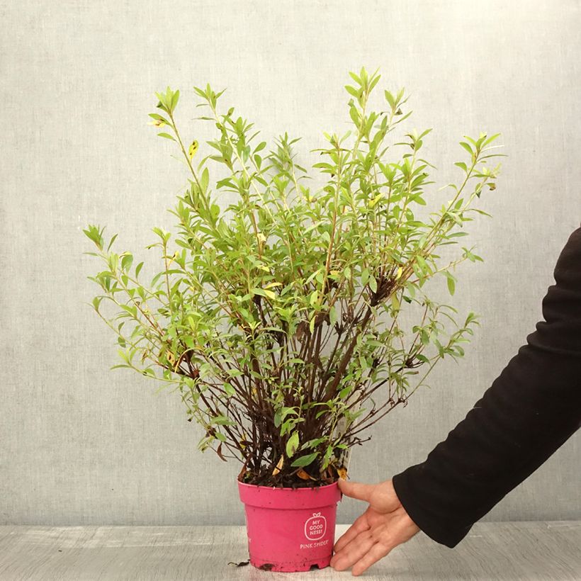 Exemplaar van Rhododendron obtusum Pink Spider - Japanse azalea Pot van 2 l/3 l zoals geleverd in de herfst