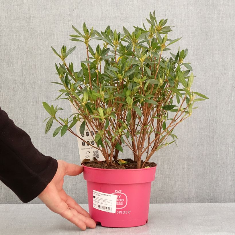 Example of Azalée du Japon Pink Spider - Rhododendron hybride Pot van 2 l/3 l as you get in hiver