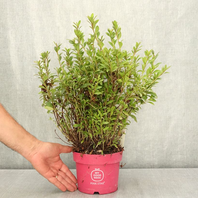 Exemplaar van Rhododendron Pink Star - Japanse azalea Pot van 2 l/3 l zoals geleverd in de zomer