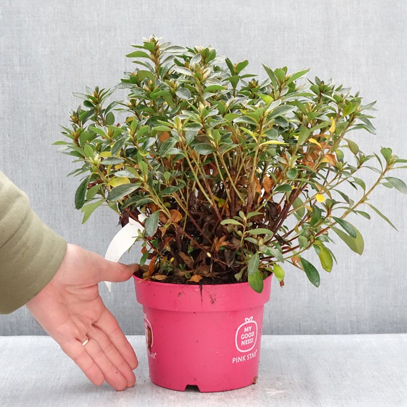 Example of Azalée du Japon Pink Star Pot van 2 l/3 l as you get in hiver