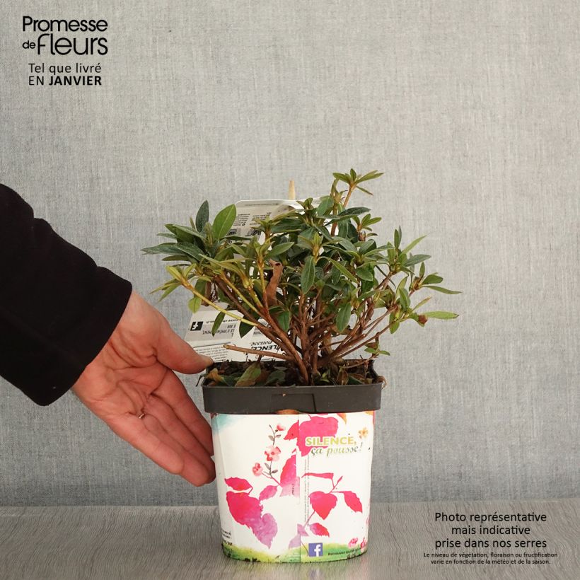 Example of Azalée du Japon Purple Splendor - Rhododendron hybride Pot van 2 l/3 l as you get in hiver