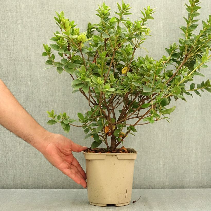Exemplaar van Rhododendron hybride Rêve de Lilas - Japanse azalea Pot van 3 l/4 l zoals geleverd in de zomer