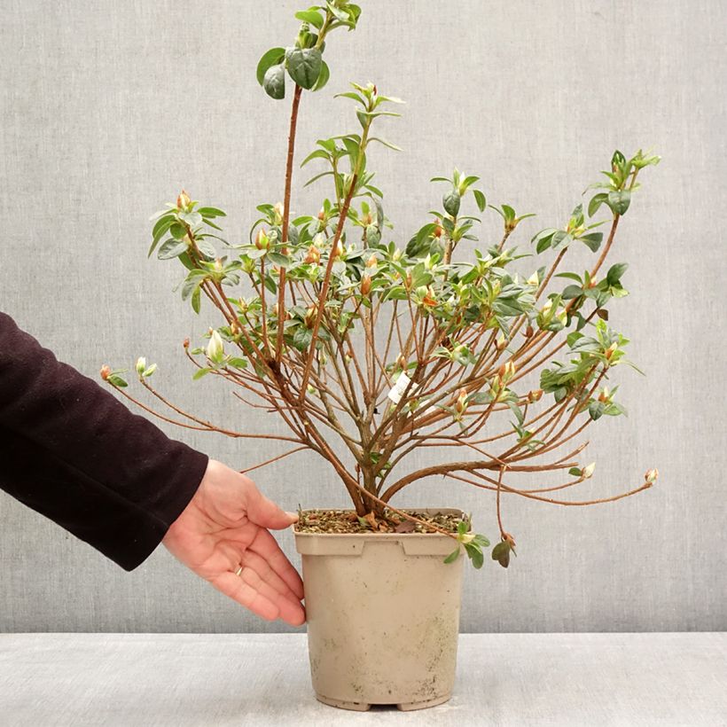Exemplaar van Rhododendron hybride Rêve de Lilas - Japanse azalea Pot van 3 l/4 l zoals geleverd in de lente