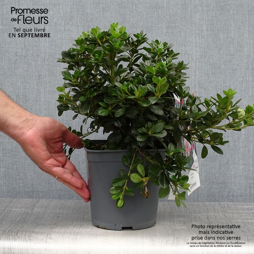 Exemplaar van Rhododendron knaphill Sachsenstern - Japanse azalea Pot van 3 l/4 l zoals geleverd in de herfst