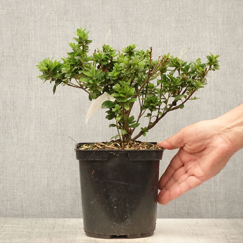 Exemplaar van Rhododendron knaphill Sachsenstern - Japanse azalea Pot van 3 l/4 l zoals geleverd in de zomer