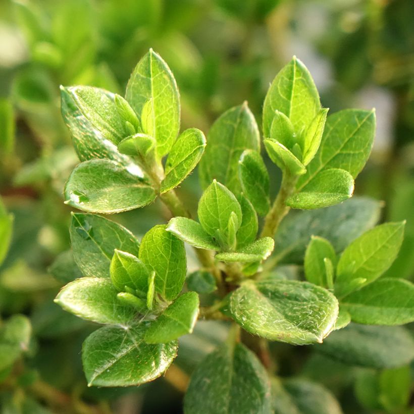 Rhododendron knaphill Sachsenstern - Japanse azalea (Blad)