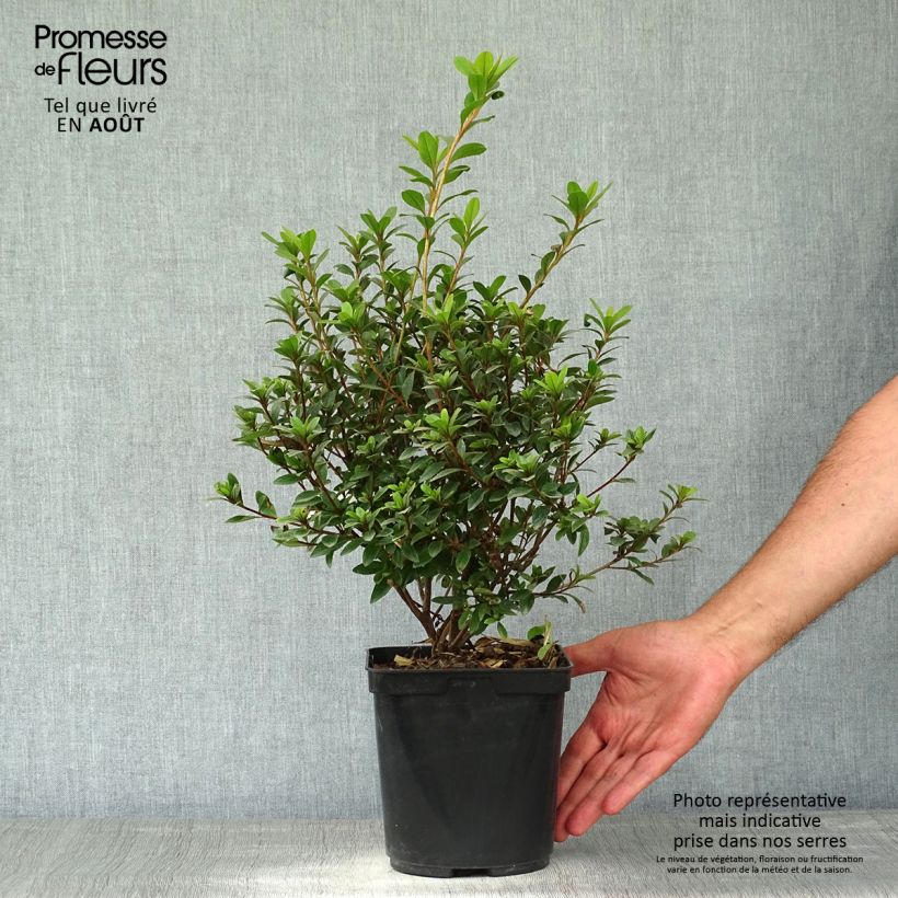 Exemplaar van Rhododendron Sylvester - Japanse azalea Pot van 2 l/3 l zoals geleverd in de zomer