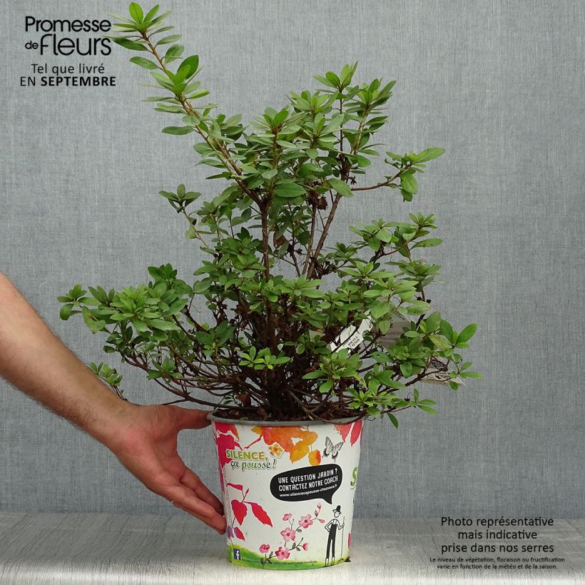 Exemplaar van Rhododendron japonica Vuyk's Rosyred - Japanse azalea Pot van 4 l/5 l zoals geleverd in de herfst