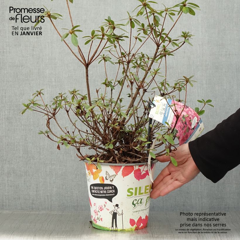 Example of Azalée du Japon Vuyk's Rosyred - Rhododendron hybride. Pot van 4 l/5 l as you get in hiver