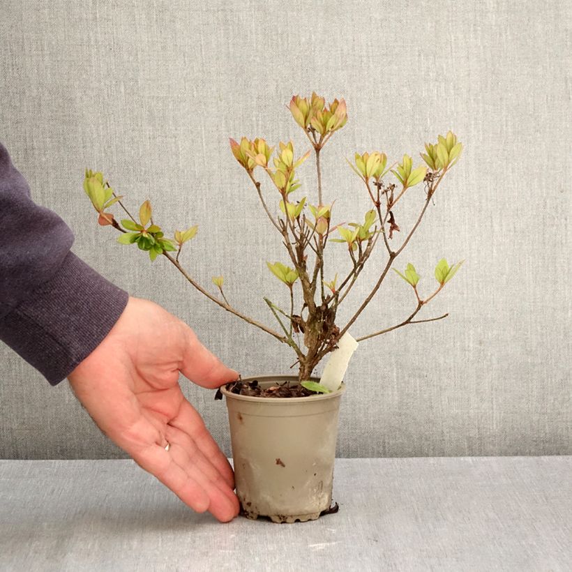 Exemplaar van Rhododendron japonica Vuyk's Rosyred - Japanse azalea Kweekpotje van 8/9 cm zoals geleverd in de herfst