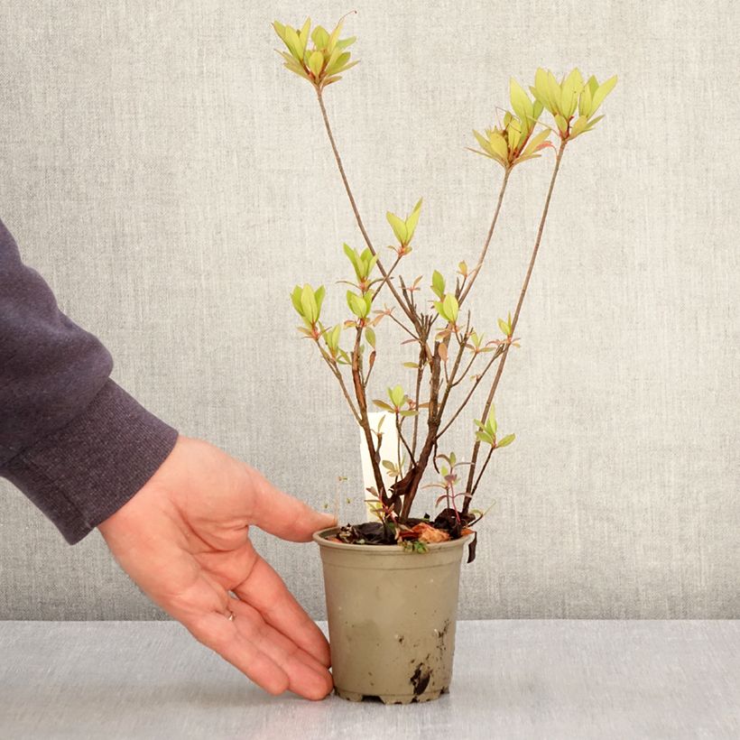 Example of Azalée du Japon Vuyk's Rosyred - Rhododendron hybride. Kweekpotje van 8/9 cm as you get in printemps