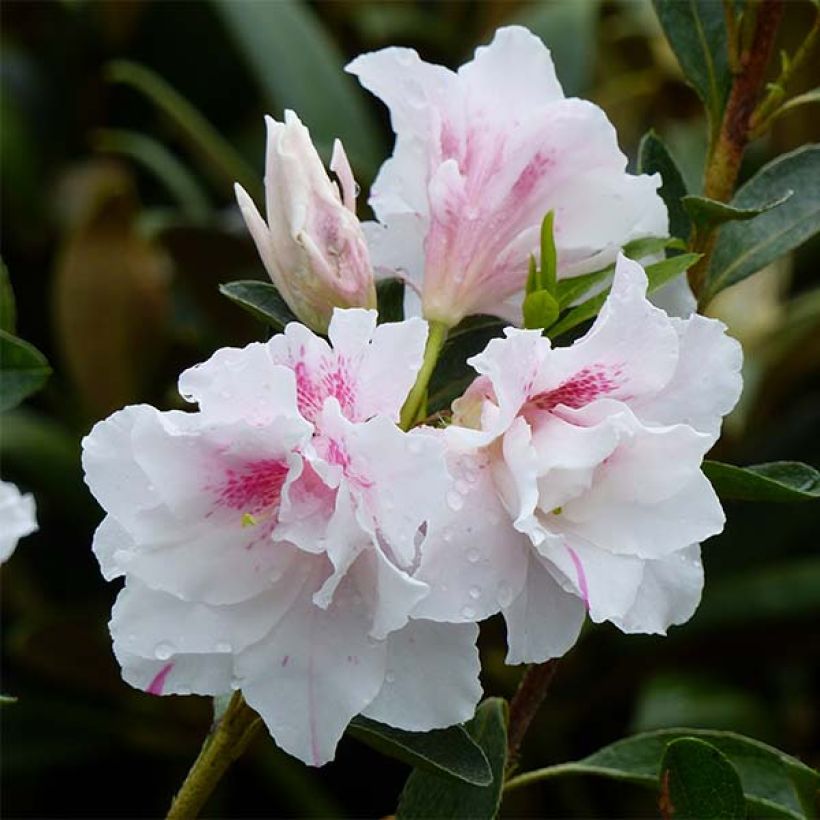 Rhododendron White Prince - Japanse azalea (Flowering)