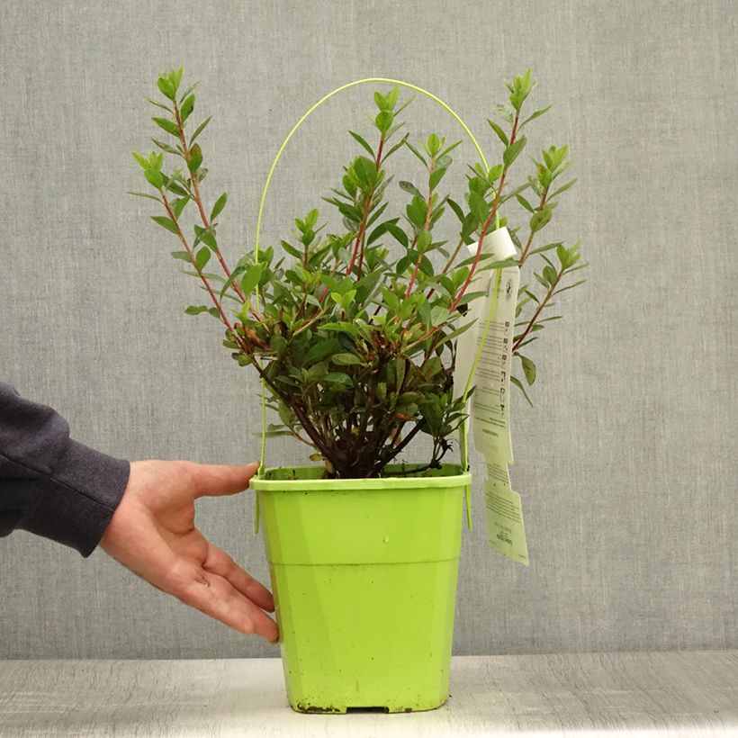 Exemplaar van Rhododendron ENCORE Autumn Fire - Japanse azalea Pot van 3 l/4 l zoals geleverd in de zomer