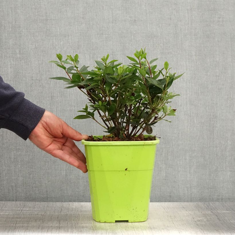 Exemplaar van Rhododendron ENCORE Autumn Fire - Japanse azalea Pot van 3 l/4 l zoals geleverd in de lente