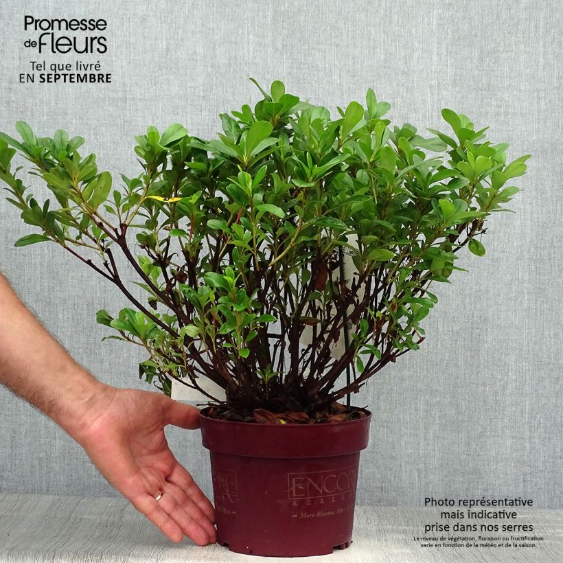 Exemplaar van Rhododendron japonica ENCORE Sunburst - Japanse azalea Pot van 3 l/4 l zoals geleverd in de herfst