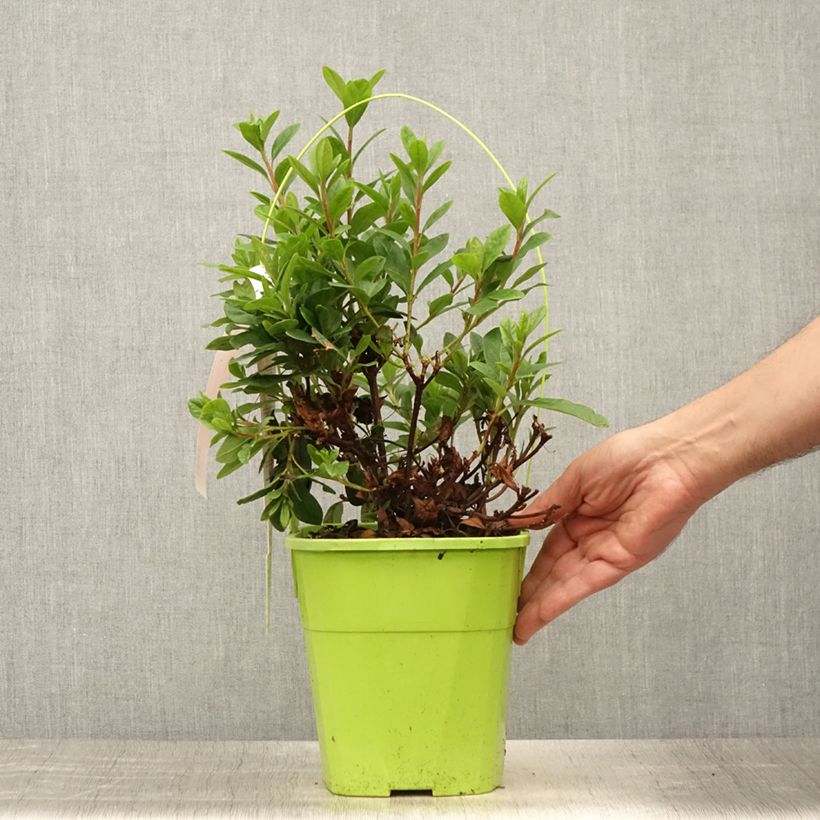 Exemplaar van Rhododendron japonica ENCORE Sunset - Japanse azalea Pot van 3 l/4 l zoals geleverd in de zomer