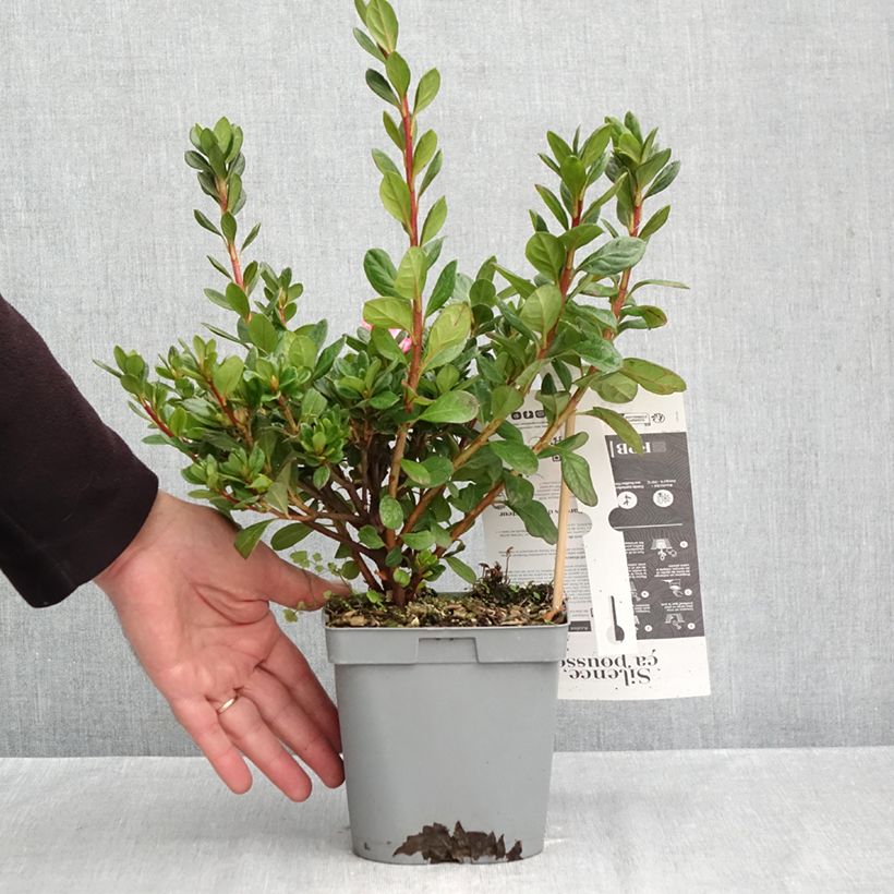 Example of Azalée hybride Repetita Pink - Azalée remontante Pot van 2 l/3 l as you get in automne