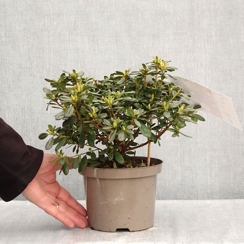 Example of Azalée hybride REPETITA White - Azalée remontante Pot van 2 l/3 l as you get in hiver