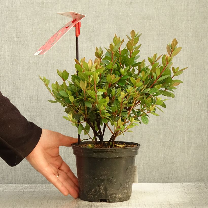 Exemplaar van Rhododendron japonica Arabesk - Japanse azalea Pot van 1,5 l/2 l zoals geleverd in de herfst