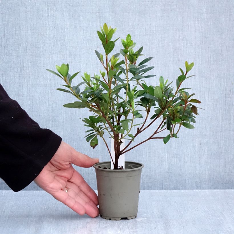 Exemplaar van Rhododendron japonica Arabesk - Japanse azalea Kweekpotje van 8/9 cm zoals geleverd in de herfst